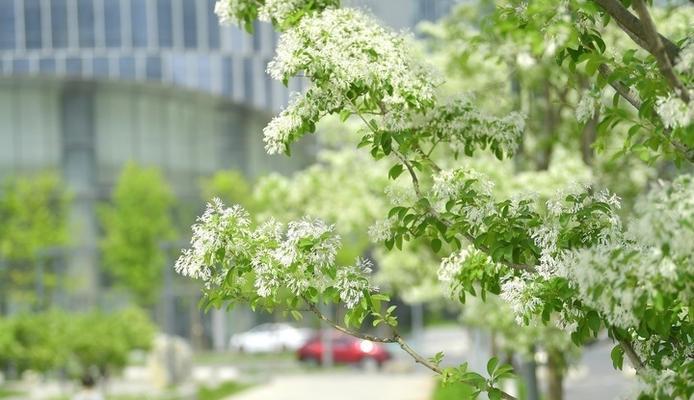 花香四溢（一个爱花人的故事）