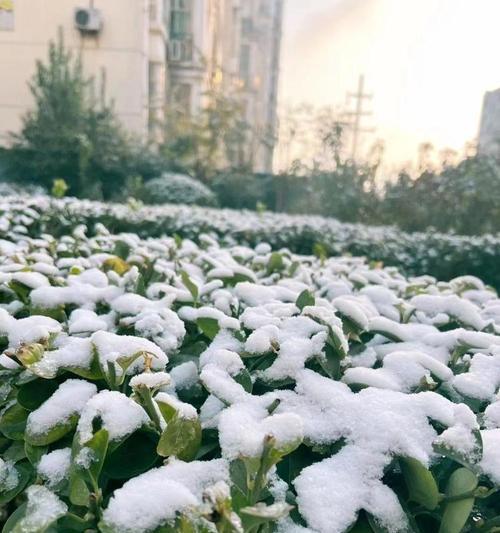 初雪飘飞，唯美短句，引领心灵之旅（2024年第一场雪）